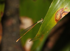 Aciagrion pallidum