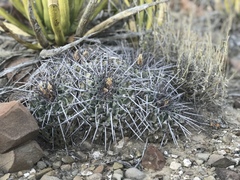 Thelocactus rinconensis