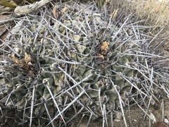 Thelocactus rinconensis