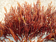 Gracilaria secundata