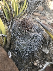 Astrophytum capricorne