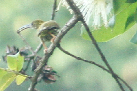 Arachnothera magna