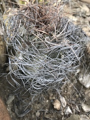 Astrophytum capricorne