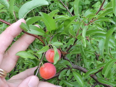 Prunus rivularis