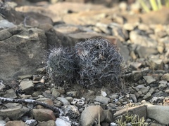 Astrophytum capricorne