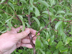 Prunus rivularis