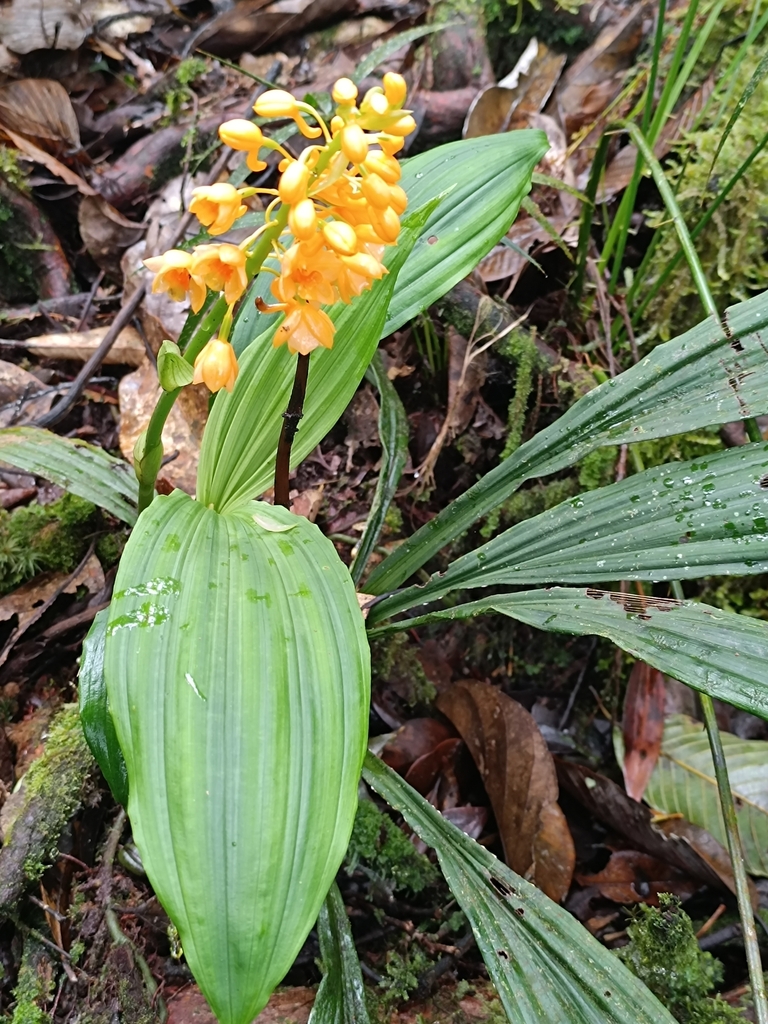 Calanthe pulchra in May 2024 by John Howes. At 1590m asl in primary ...