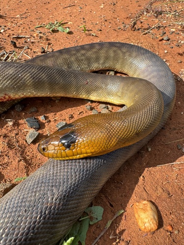 Woma Python sighting