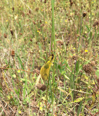 Libelloides longicornis