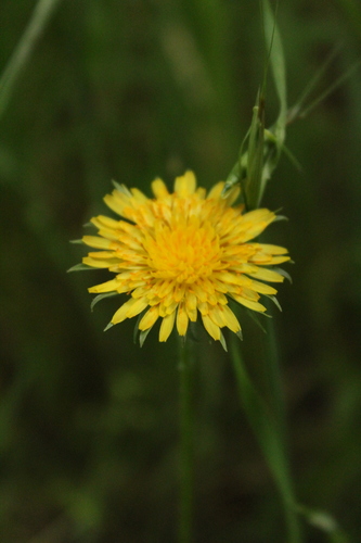 iNaturalist observation photo of bigflower agoseris