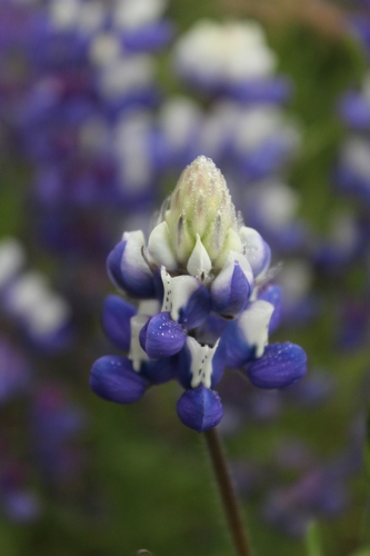 iNaturalist observation photo of lupines