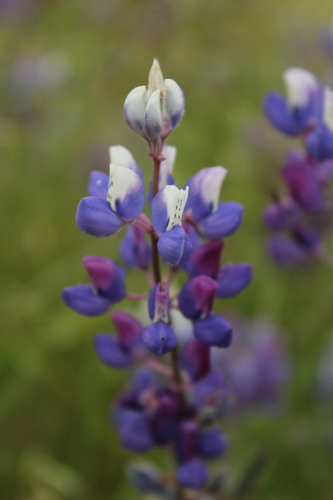 iNaturalist observation photo of Sky Lupine