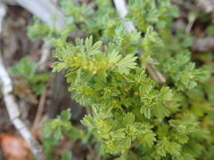 Alchemilla arvensis