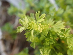 Alchemilla arvensis