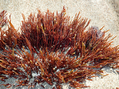 Gracilaria secundata