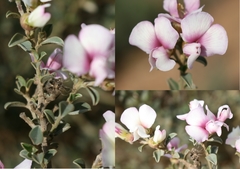 Podalyria burchellii