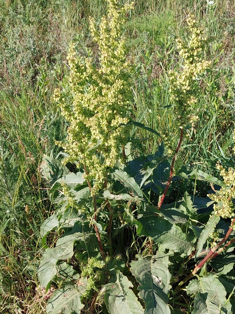 Rumex patientia