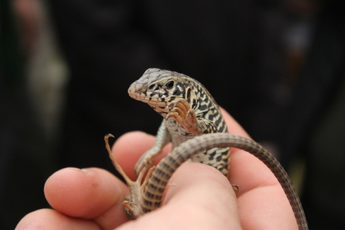 iNaturalist observation photo of Western Whiptail