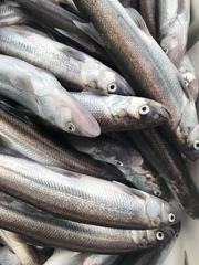 Thaleichthys pacificus