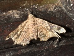 Esthlodora variabilis