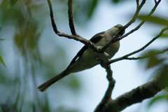 Pericrocotus divaricatus