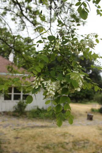 iNaturalist observation photo of black locust