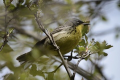 Setophaga kirtlandii