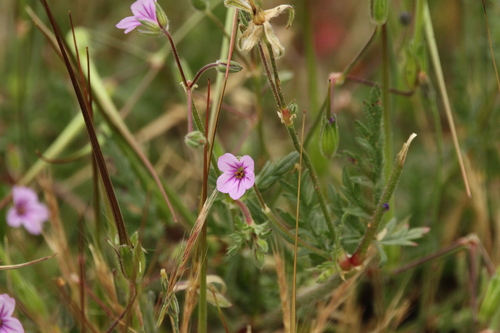 iNaturalist observation photo of Mediterranean Stork's-bill