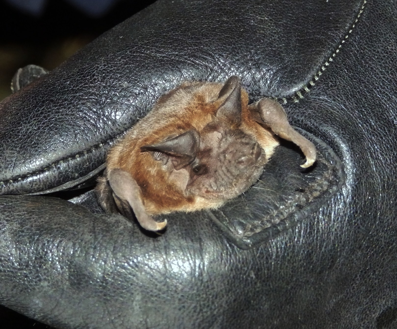 Mops condylurus (A.Smith, 1833)