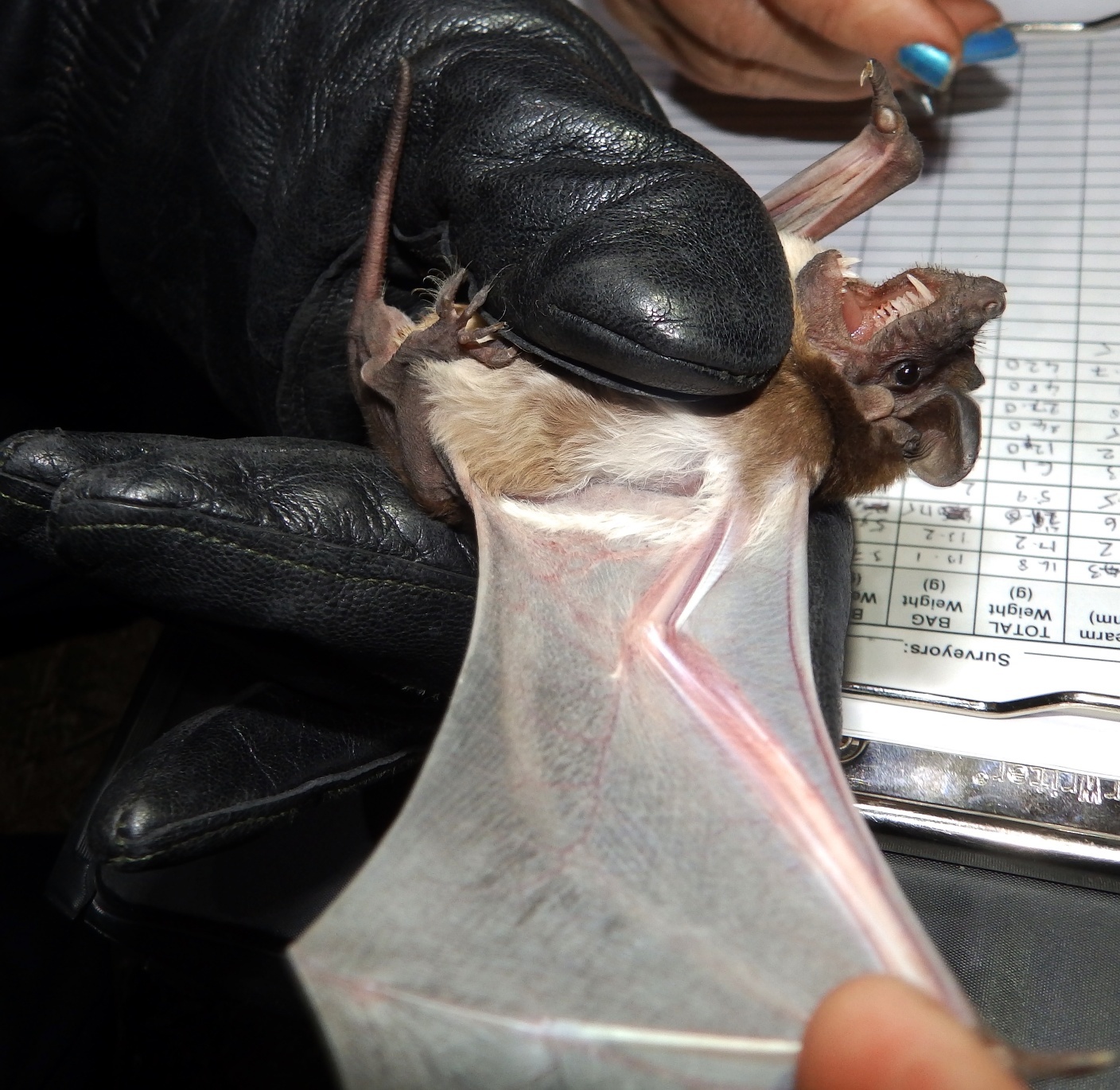 Mops condylurus (A.Smith, 1833)