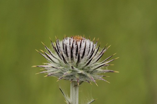 iNaturalist observation photo of Plume Thistles