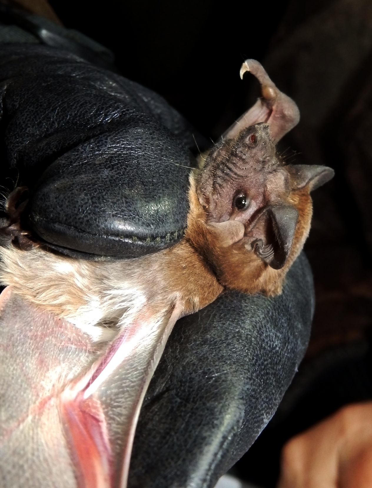 Mops condylurus (A.Smith, 1833)