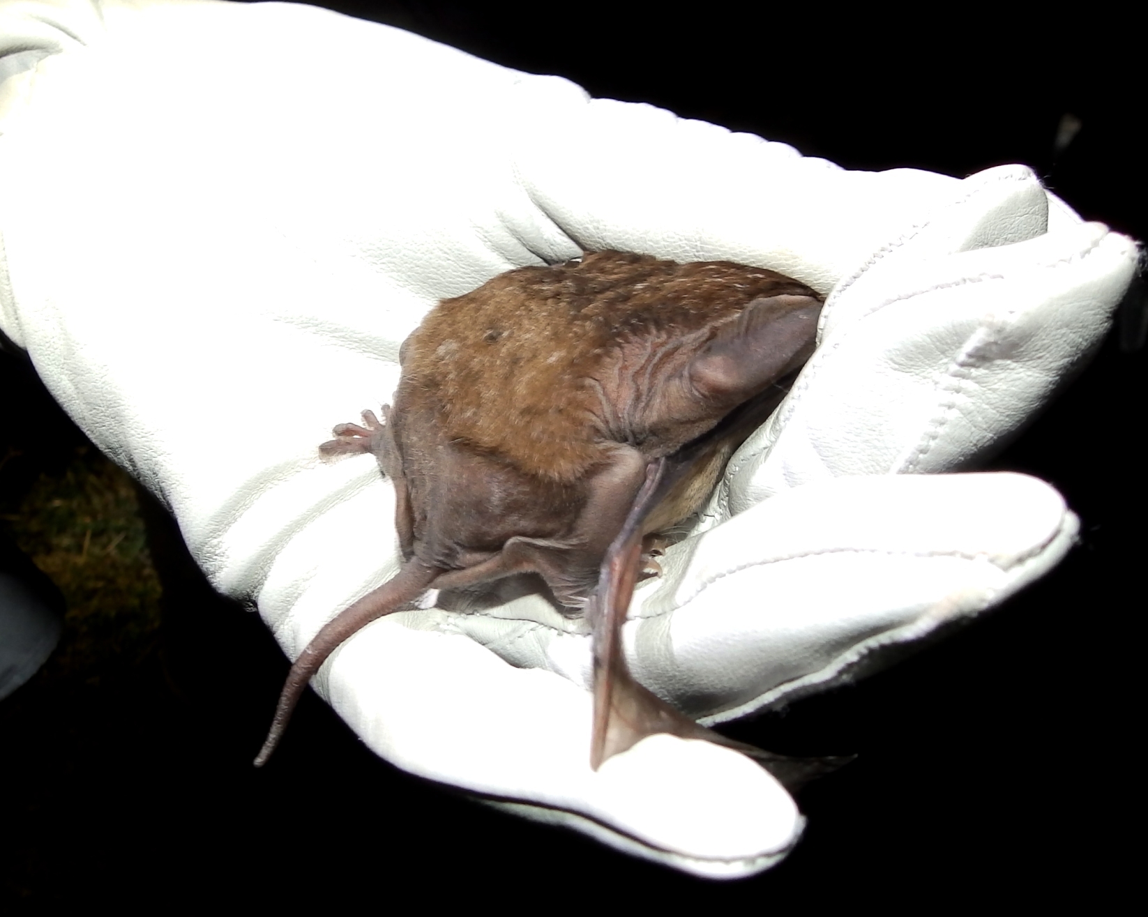 Mops condylurus (A.Smith, 1833)