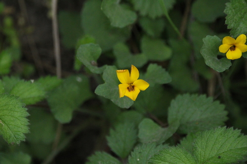 iNaturalist observation photo of California Golden Violet
