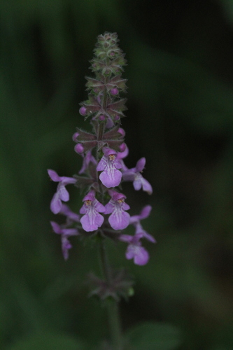 iNaturalist observation photo of California Hedge Nettle