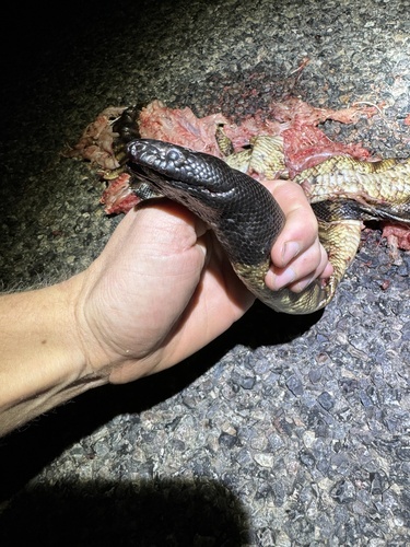 Black-headed Python sighting