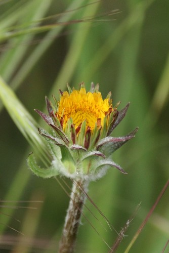 iNaturalist observation photo of bigflower agoseris