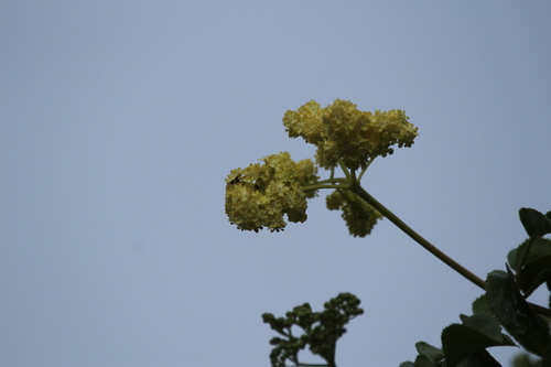 iNaturalist observation photo of Dicots
