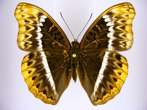 Herminia Glider