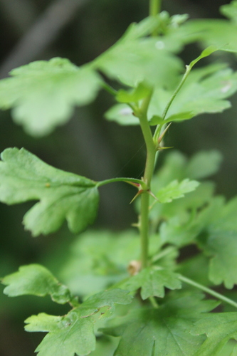 iNaturalist observation photo of currants and gooseberries