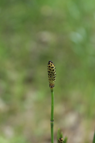 iNaturalist observation photo of smooth horsetail