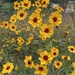 Plains Coreopsis - Photo (c) jcmattson, some rights reserved (CC BY-NC)