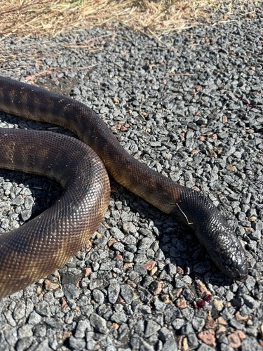 Black-headed Python sighting