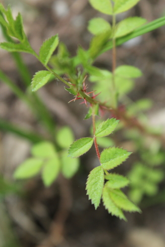 iNaturalist observation photo of Rosa