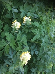 Corydalis nobilis