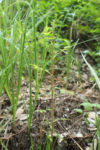iNaturalist observation photo of Rosa