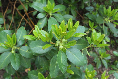 iNaturalist observation photo of Dicots