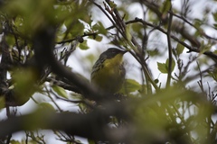 Setophaga kirtlandii