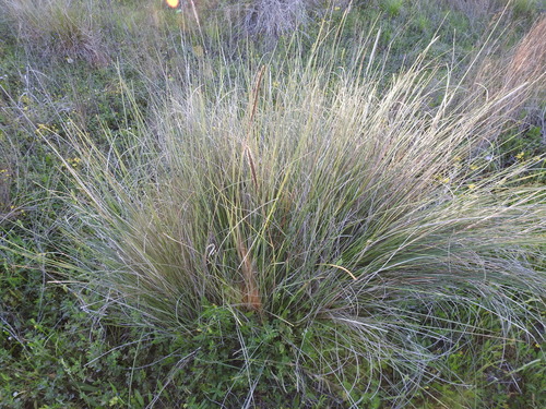 Gulf Cordgrass (Plants of NRMP ) · iNaturalist