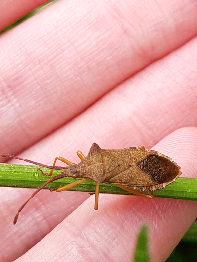 Box Bug from St Peter's Church, Pitton, Salisbury SP5 1DJ, UK on May 22 ...